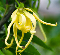 Image result for ylang ylang essential oil doterra