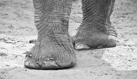 Resultado de imagen de pies de elefante