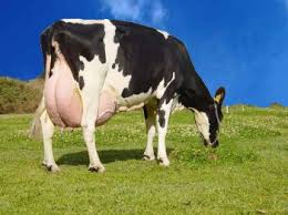 Resultado de imagem para imagem vaca leiteira