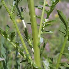 Barbarea verna (early yellow-rocket): Go Botany