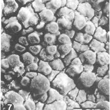 Image result for Caloplaca cribosa