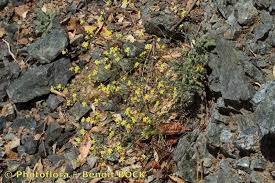 Biscutella rotgesii Foucaud (World flora) - Pl@ntNet identify