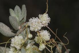 Cuscuta brevistyla A. Braun ex A.Rich. | Flora of Israel Online