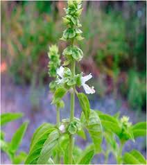 The Effect of Ocimum basilicum L. and Its Main ... - Frontiers