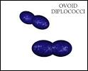 diplococcus