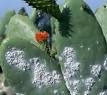 cochineal insect