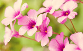 Image result for hoa đẹp nhất