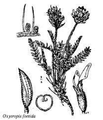Sp. Oxytropis foetida - florae.it