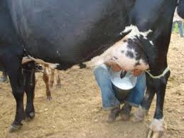 Resultado de imagem para vacas de leite