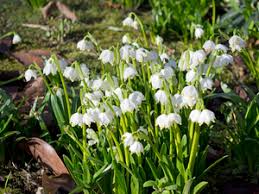 Image result for english spring flowers images