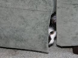 Image result for cats hiding under the bed