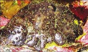 Image result for Ircinia fusca