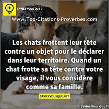 le saviez vous chats Images?q=tbn:ANd9GcT7TZkAiN_Twjej-uiRgwDMzfZiEUy4w-f5rO9ID1D4Lp1mlzDruA
