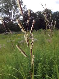 Spartina pectinata - Michigan Flora