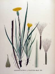File:Scorzonera hispanica var. glastifolia — Flora Batava — Volume ...
