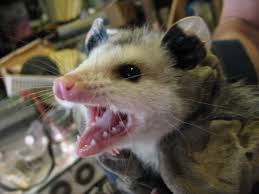 Image result for opossum baby