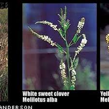White and Yellow Sweet Clover (Melilotus alba, M. officinalis ...