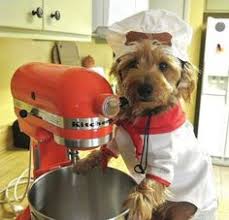 Image result for dogs dressed as chefs