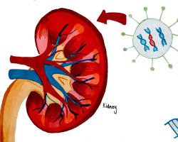 Imagem de gene therapy for kidney disease