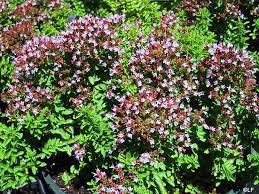 Origanum majorana 'Betty Rollins' | California Flora Nursery