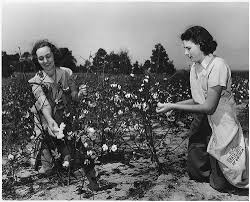 Image result for vintage cotton picking pictures of whites