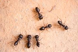 Image result for carpenter ant pics