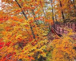 강원도 국립대관령자연휴양림 풍경, AI로 생성