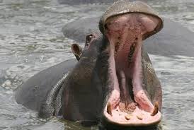 .::El Hipopótamo común::. Images?q=tbn:ANd9GcT8zNNA74z4IMStLU2jDSYquCFHuX2LqAZwvUiizM3n5YofWFSS