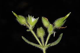 Cerastium dichotomum L. | Plants of the World Online | Kew Science