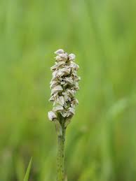 Neotinea maculata - Wikipedia