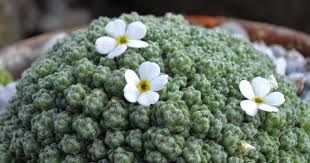 Plant of the day is: Androsace helvetica or rock-jasmine