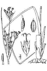 Plants Profile for Juncus maritimus (sea rush)