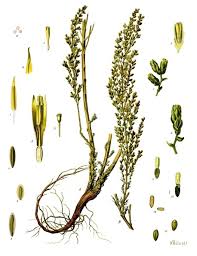 Artemisia (plant) - Wikipedia