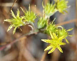 Sedum tenuifolium. | Flora, Crassulaceae