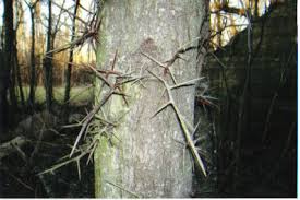 Image result for thorny tree