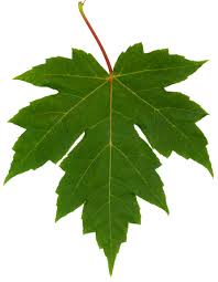 Image result for maple leaf