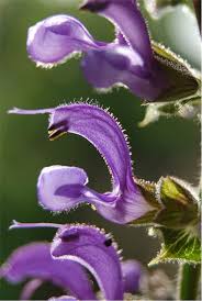 Biological Flora of the British Isles: Salvia pratensis - Moughan ...