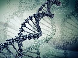 Finding Treasure in “Junk” DNA | National Institutes of Health (NIH)