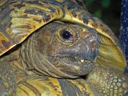 Image result for "tortoise eye"