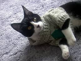 Image result for cats wearing fall fashion