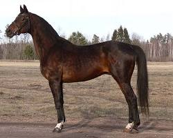 Image of Trakehner horse