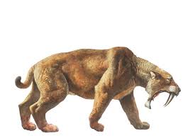 Image result for evolution sabertooth tiger