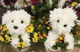 Image result for dogs dressed as flowers