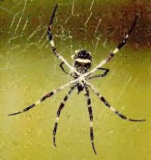 Resultado de imagem para aranha tecendo a teia ciências