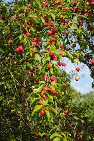 Prunus cerasifera - Wikipedia