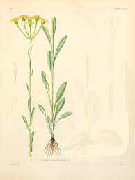 Tephroseris helenitis subsp. helenitis - Wikispecies
