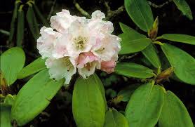 Rhododendron in Flora of China @ efloras.org
