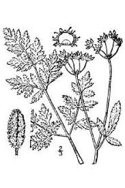 Plants Profile for Torilis japonica (erect hedgeparsley)