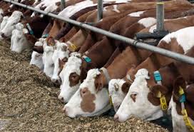 allevamenti di mucche i veri responsabili dell'inquinamento