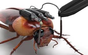 Image result for cyborg cockroaches